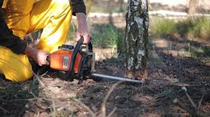 Why Choose Our Tree Removal Services in Orono, MN?